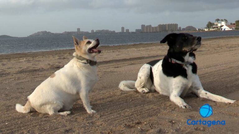 Playas para Perros Cerca de San Javier